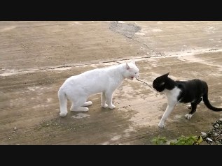 vid-1
