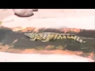 vid-2